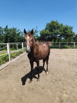 Prodám mladého hřebečka 1.5roku - 2