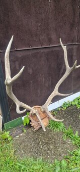 Jelení paroží - 2