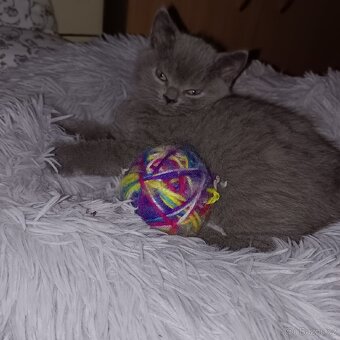 Britská koťata - 2