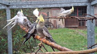 Korely chocholaté - 2