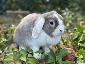 Dospělá samička zakrslého beránka - 2