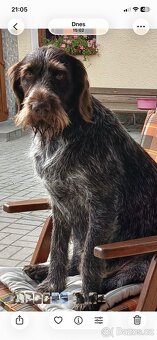 Prodám krásná štěňata ČF s PP - 2