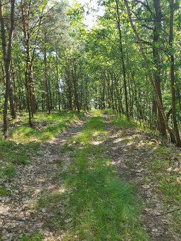 Prodej pozemku v Dubé, Českolipsko. - 2
