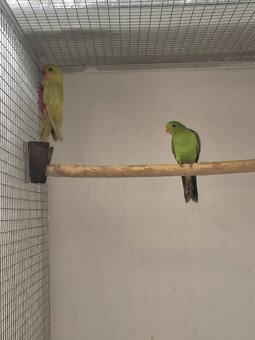 PAPOUŠEK ČERVENOKŘÍDLÝ, ŽLUTÝ - 2