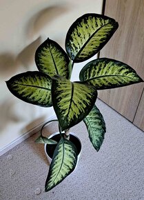 květina Difenbachie - 2