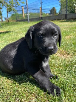 Labrador - štěnata - 2
