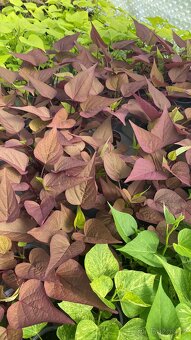 Ipomoea Batatas Povíjnice batátová - 2