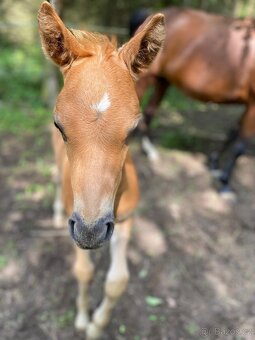 Hřebeček pony B - 2