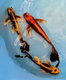 Koi kapr-japonský koi kapr kabuto long fish - 2