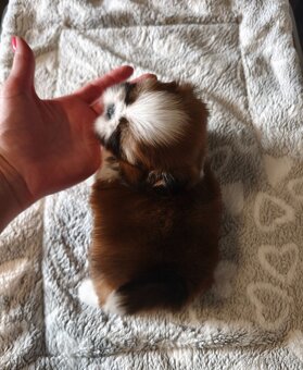 Štěňátka Shih-tzu s PP(shi-tzu, shihtzu) - 2