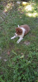 Border kolie - 2