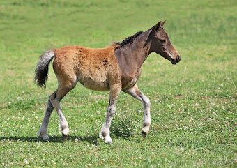 Letošní klisnička minihorse - LETTY SIA - 2