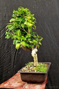 Bonsai, Bonsaj -Ibisek syrsky 2 - 2