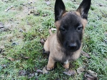 Belgický ovčák-malinois - 2