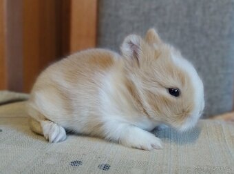 Zakrslý Teddy králík, králíček - 2