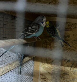 Prodám krásné mladé andulky - 2