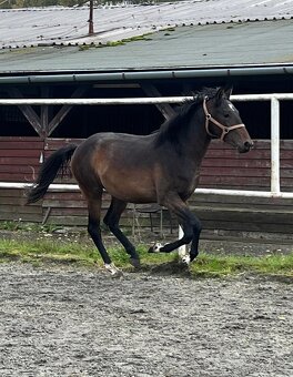 2 mladí WPB hřebci do sportu - 2