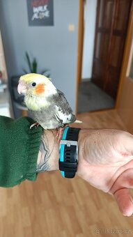 Ručně dokrmené Korely chocholaté. - 2