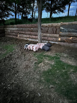 Prodám prase/ prasata - 2