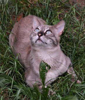 Bengálská kočka - kastrovaný kocour s PP - 2