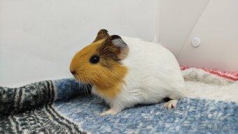 Morče, Morčata, Morčátko, Morčátka - SAMIČKY - 2