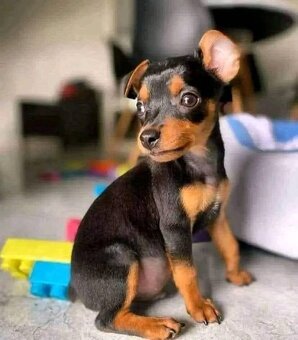 Pražský krysařík - 2