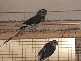 Papoušek zpěvavý - 2