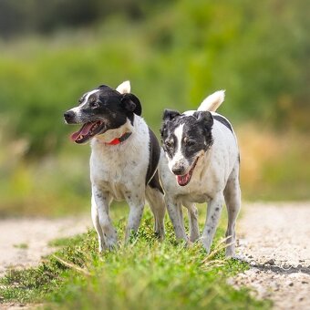 Kříženka typu teriéra - 2