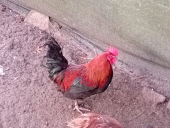 Nasadova vejce marans Brno - 2