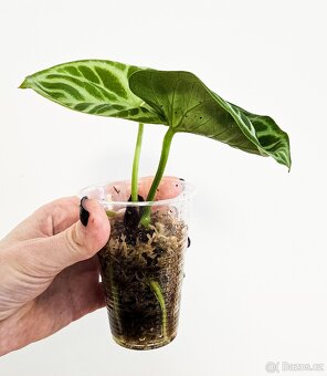 Anthurium silver blush - 2