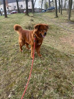 Chundelatý Brit - 2