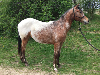 Dvouletá klisna Appaloosa - 2