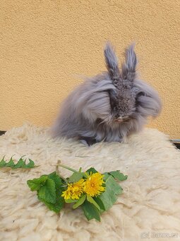 Teddy Monty - 2