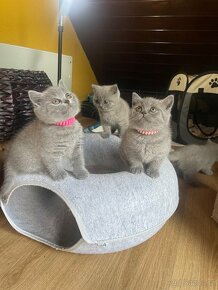 Britská modrá krátkosrstá kočka - koťata s PP - 2