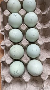 Legbar cream násadová vejce / modrá vejce. - 2