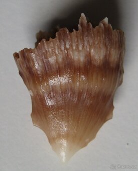 Bathycyathus chilensis 1) - 2
