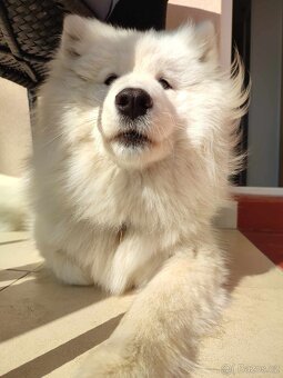 Samojed fena hledá kryti - 2