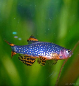 Danio perlové - 2