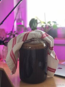 Kombucha - čajová houba - 2