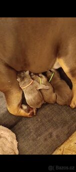 Pejsek a fenky American bully ... - 2