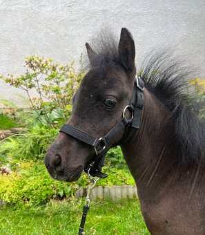 Minihorse hřebeček - 2