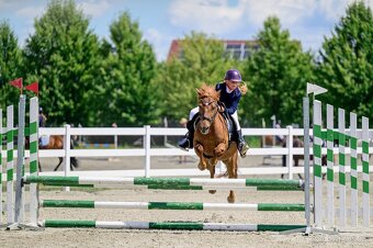 9ti-letý sportovní pony valášek - 2
