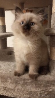 Kočka, Něvská maškaráda, sibiřská kočka, kočička s pp - 2