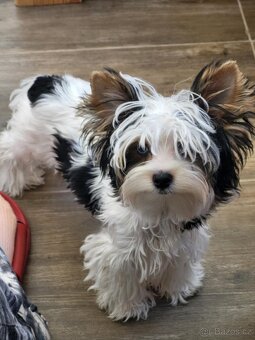 Jorkšírský teriér biewer - 2