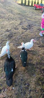 Kachna pižmová - 2