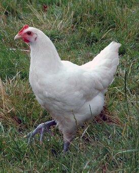 Bresse gauloise = NÁSADOVÁ VEJCE - 2