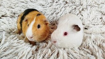 Morče, Morčátka, Morčata - VILÍK a TOMÍK - 2