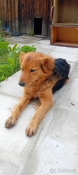 Daruji pejska - 2