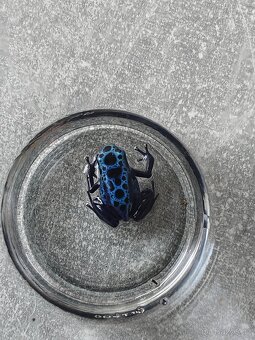 Pralesnička azurová (Dendrobates Azureus) - 2