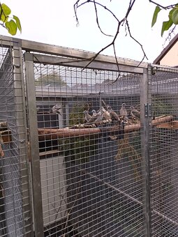 Prodám Holoubek diamantový straka - 2